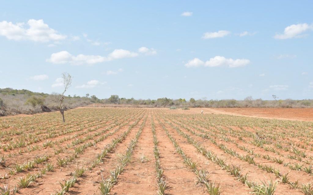 Malindi Agri City Affordable Land